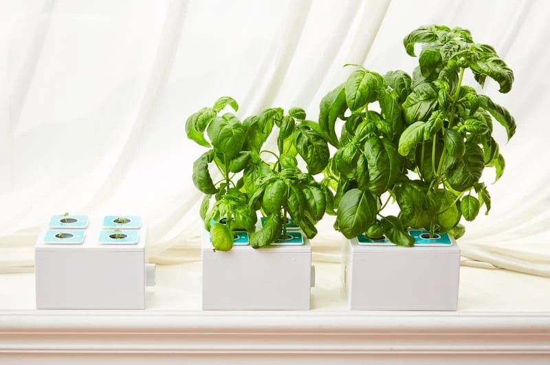 Planty Square