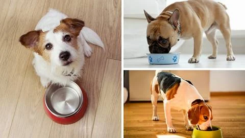 The Best Beef-Based Dog Food Brands