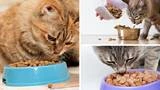 The Best Cat Food Brands