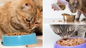 The Best Cat Food Brands