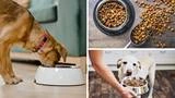 The Best Dog Food Brands