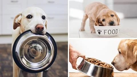 The Best Dry Dog Food Brands