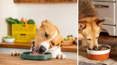 The Best Human-Grade Dog Food Brands